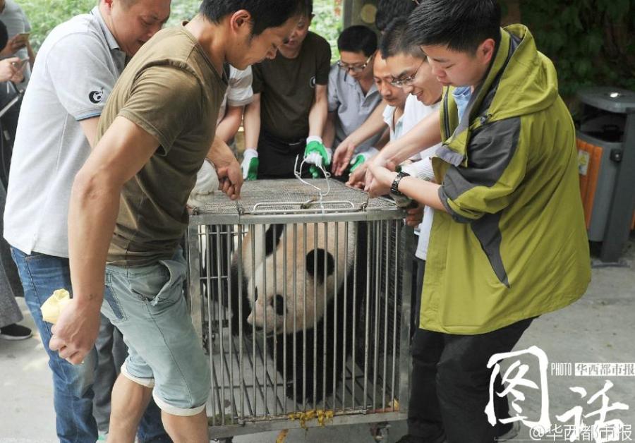 Giant panda returns to 1.6m-yuan room(1/7)