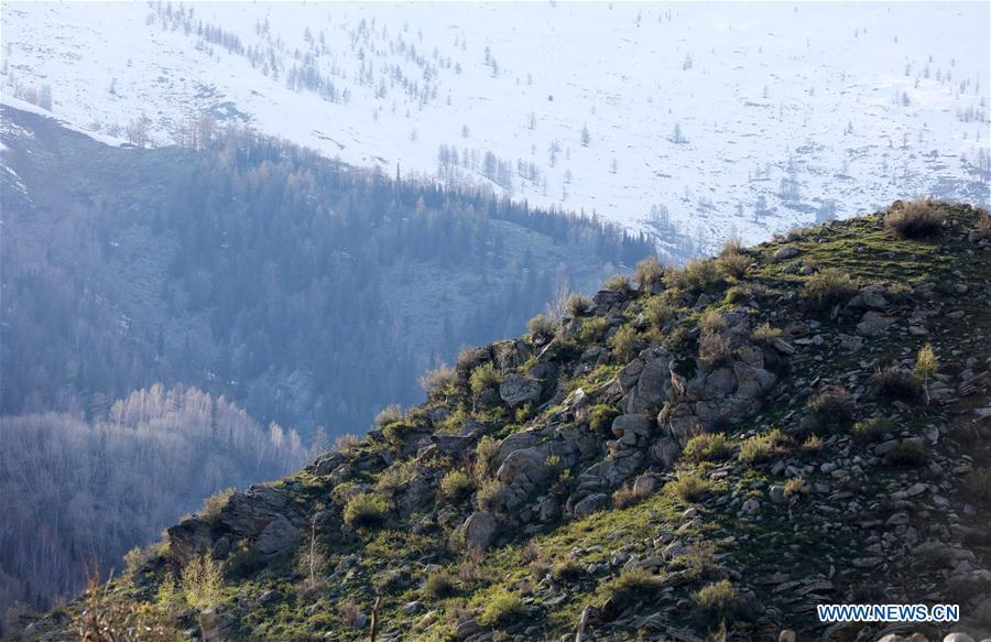 Spring scenery at Kiran valley in Xinjiang(1/6)