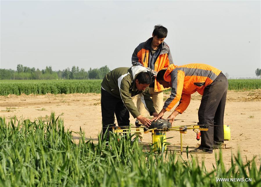 Drones used to spray pesticide over wheat fields(1/3)