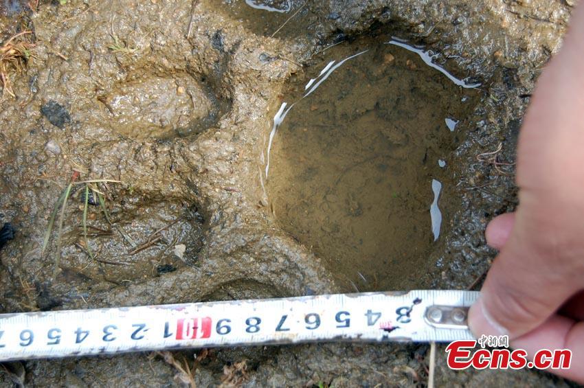 Siberian tiger expands territory in China(1/2)