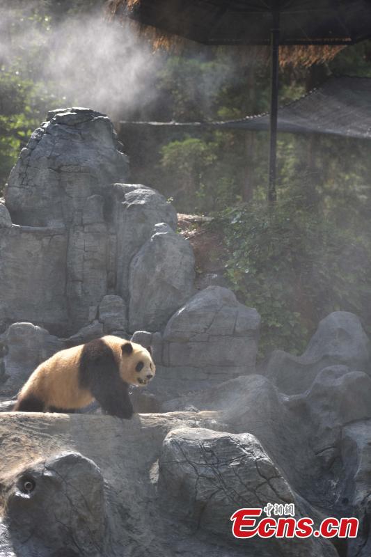 Giant panda plays in water to celebrate summertime(1/6)