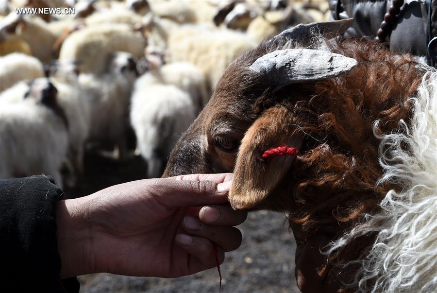 Sheep castration ceremony held on riverside of Nam Co in Tibet(1/13)