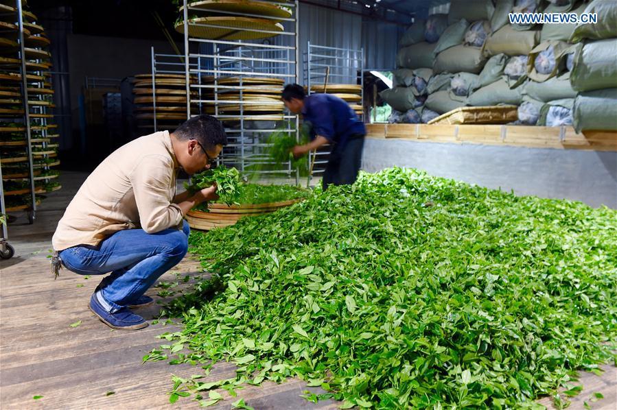Tea plantations in Fuding, SE China(1/5)