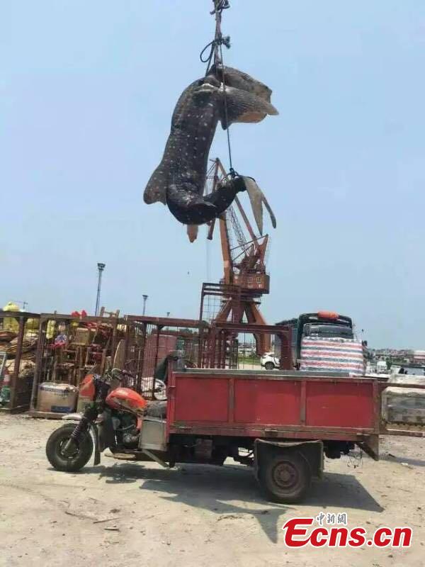 Rare whale shark suspected slaughtered and sold(1/10)