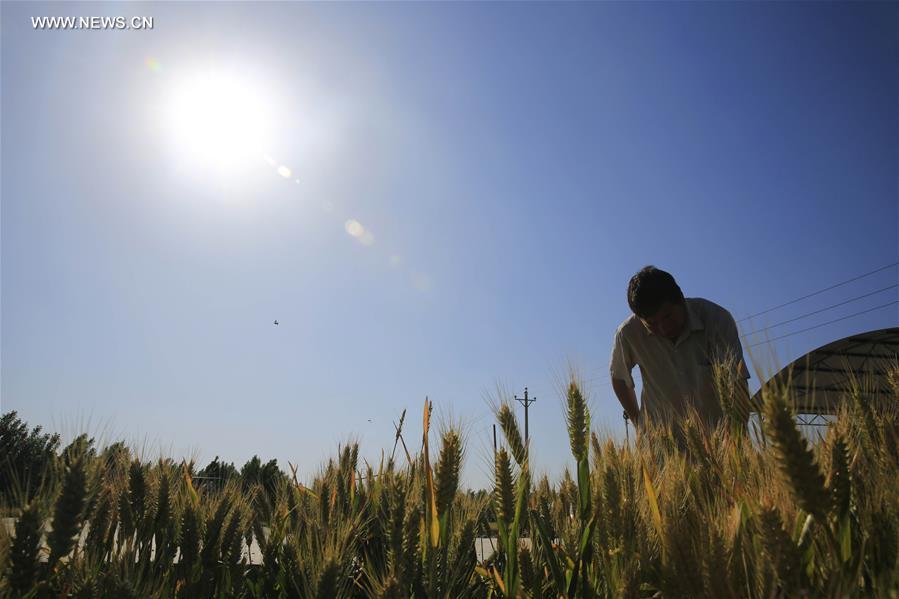 Traditional Chinese solar term Xiaoman to fall on May 20(1/5)