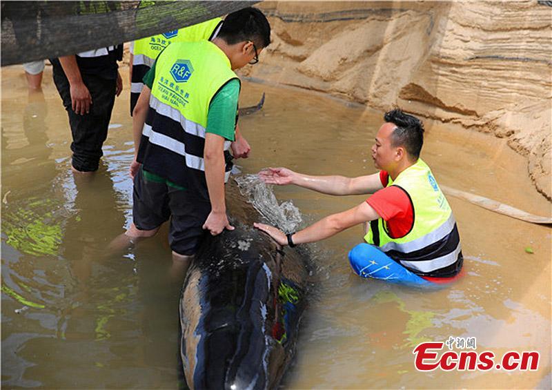 Stranded pilot whale rescued in South China(1/4)