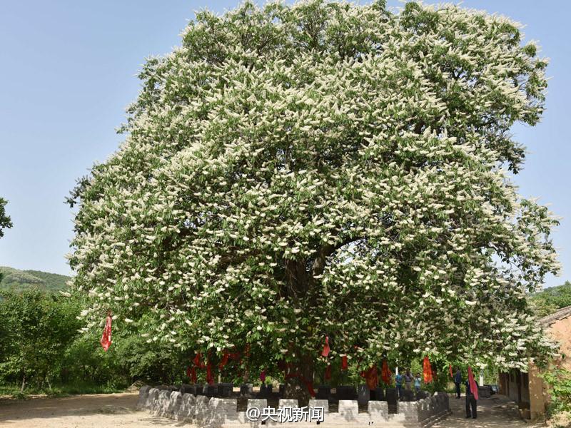 Offspring of tree grown by Tang Dynasty monk Xuanzang thrives(1/4)