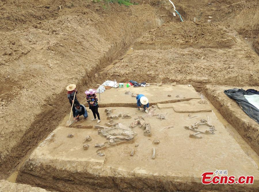 Fossil of 60,000-year-old elephant found in East China(1/5)