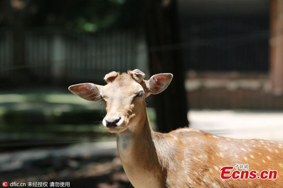 Zoo cuts deer antlers to avert fighting (1/3)