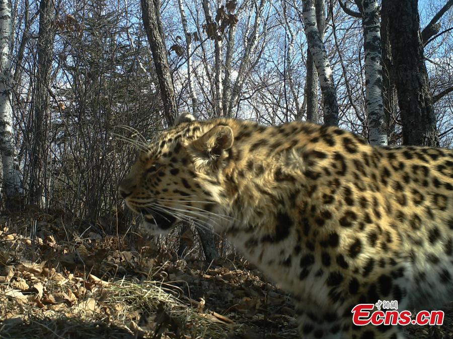 Siberian tigers and Amur leopards caught on camera in NE China (1/3)