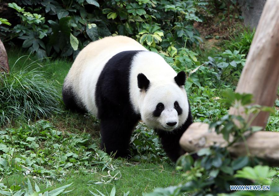 Ying Ying and Le Le: most popular stars of HK Ocean Park(1/10)