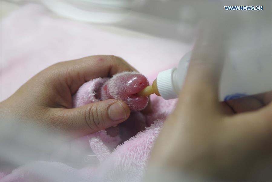 Panda cub born in Sichuan(1/3)