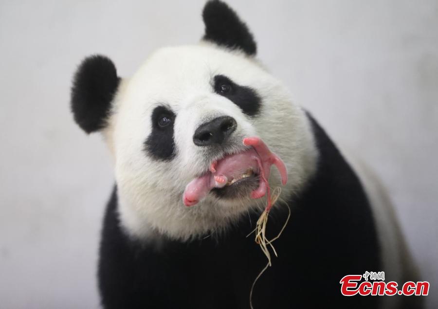 Chinese panda Hao Hao in Belgium gives birth to baby (1/7)