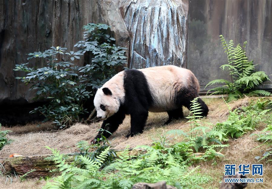World's oldest panda in Hong Kong park(1/5)