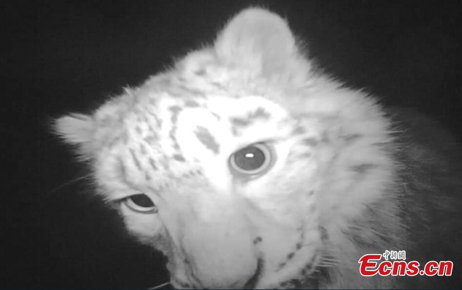 Photos capture more than 20 snow leopards near Urumqi(1/3)