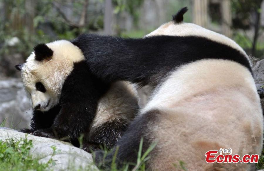 Hot, but panda cub reluctant to bath (1/3)