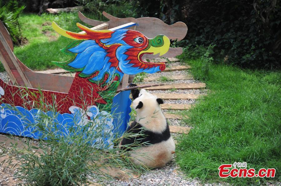 Pandas join in dragon boat festival celebration(1/4)