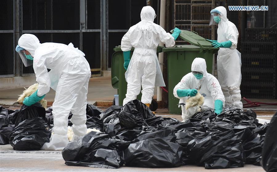 HK suspends live poultry trade after H7N9 bird flu detection (1/3)