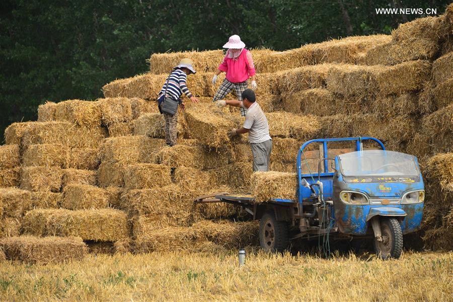 Farmers recycle straw in east China's Liaocheng(1/3)