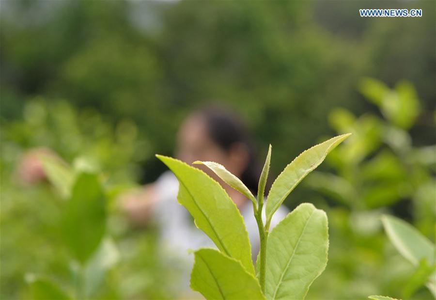 Tea industry, pillar industry in SW China's Fenggang(1/9)