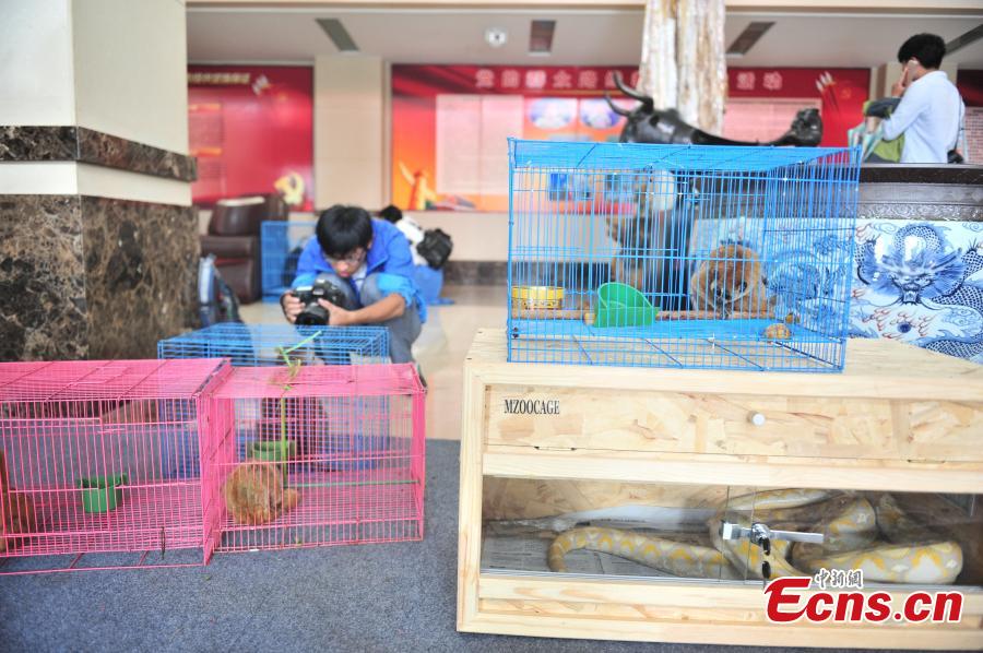Police rescue 96 wild animals in online trafficking bust(1/6)