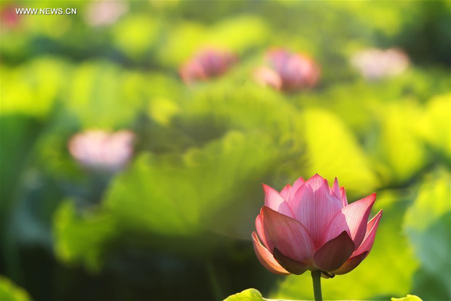 6 things you may not know about Summer Solstice (1/7)