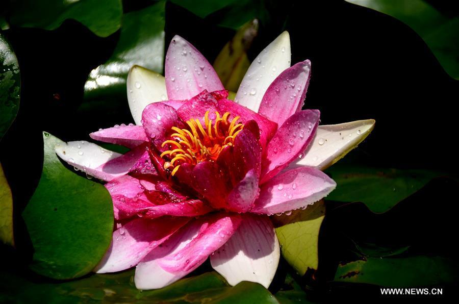 Blooming lotus seen in NW China's Gansu (1/6)