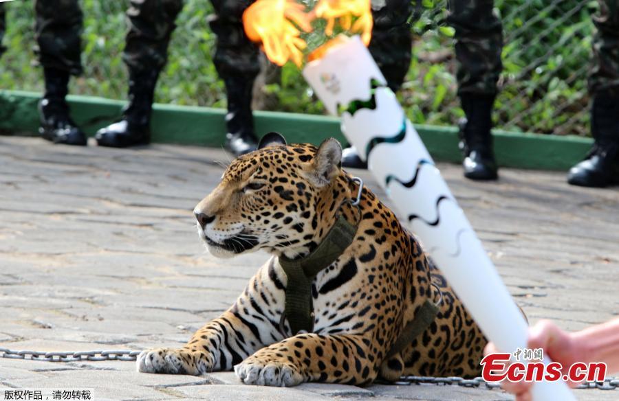 Amazon jaguar shot dead after Olympic torch ceremony(1/3)