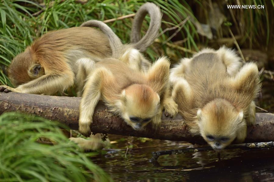 Golden monkeys seen in central China's Shennongjia(1/10)