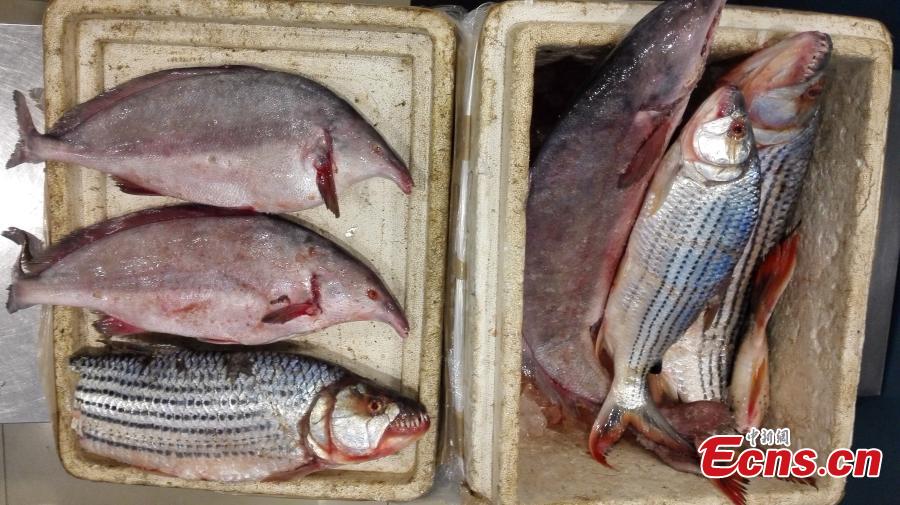 Chinese passenger from Zambia found carrying six frozen fish(1/4)