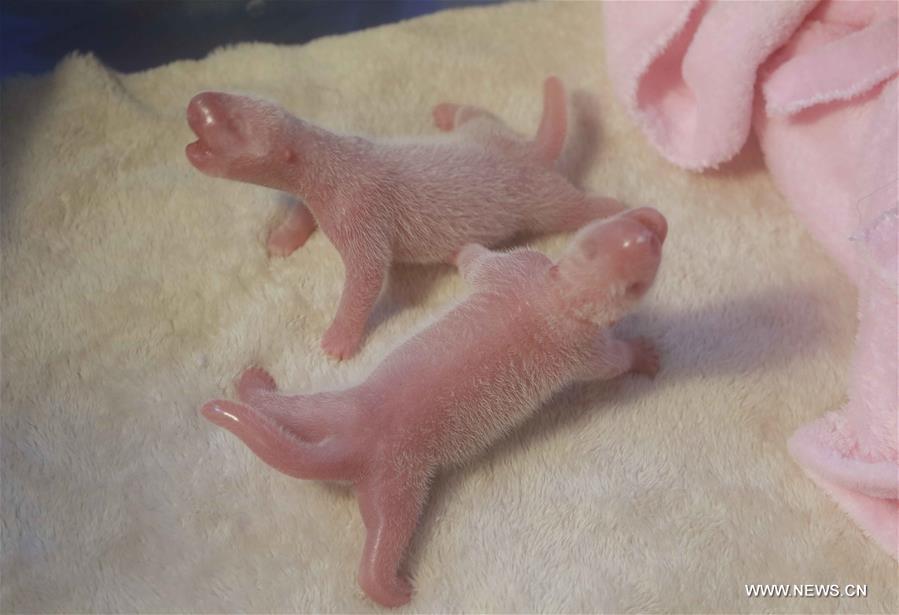 Female panda gives birth to 1st pigeon pair this year(1/1)