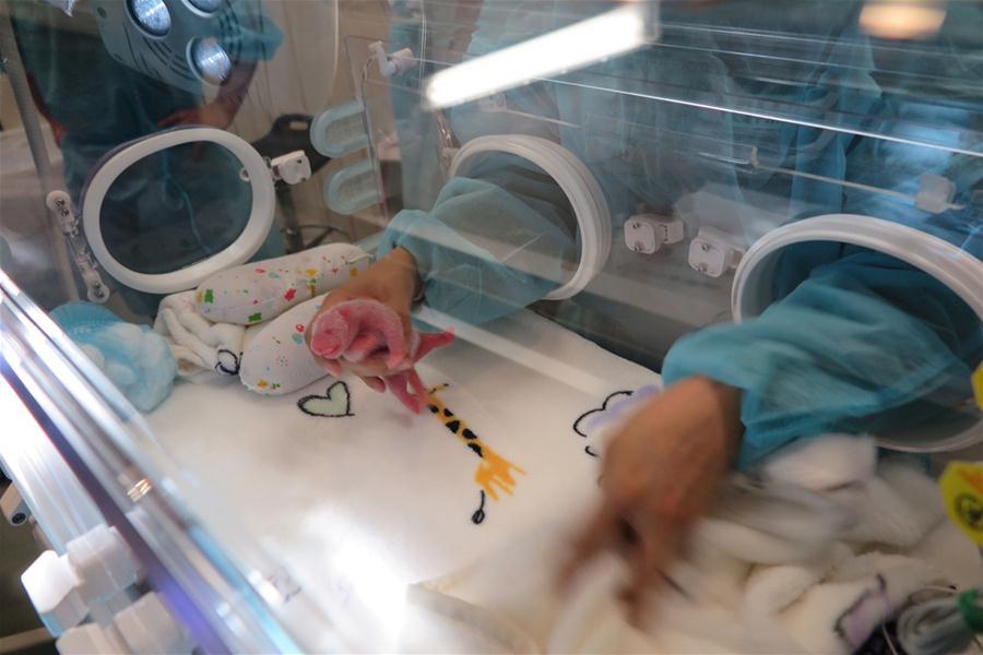 Giant panda gives birth to twin cubs in Macao(1/3)