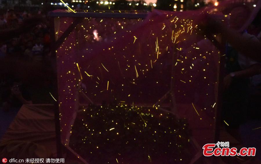 Expert: All 100,000 fireflies released will die in a week(1/4)