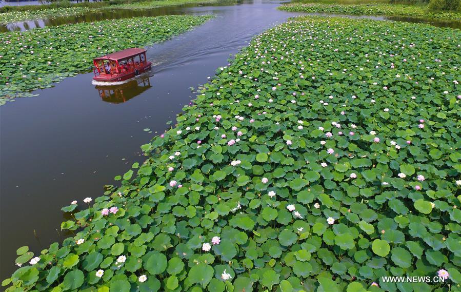 Tourists on sightseeing boat view lotus blossoms (1/7)
