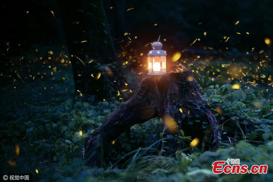 Nanjing's temple offers best view of fireflies (1/3)