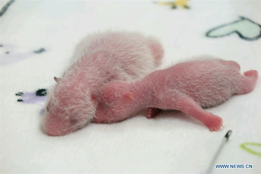 One-week-old giant panda twins shown in Macao(1/2)