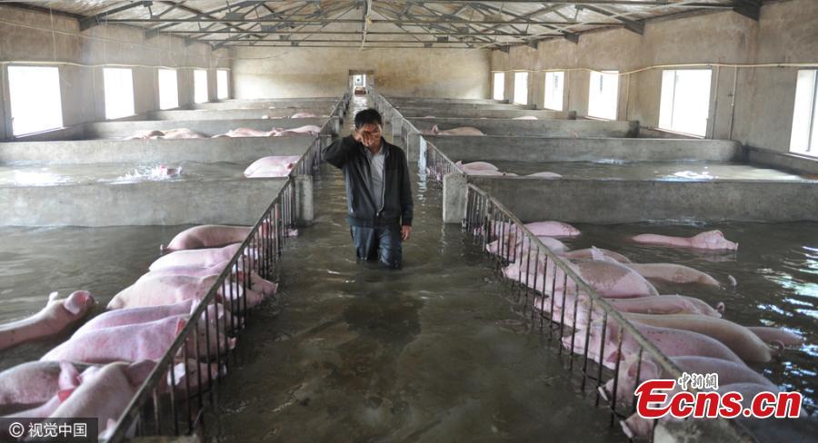 Farm owner cries over precarious fate of 6,000 pigs(1/4)