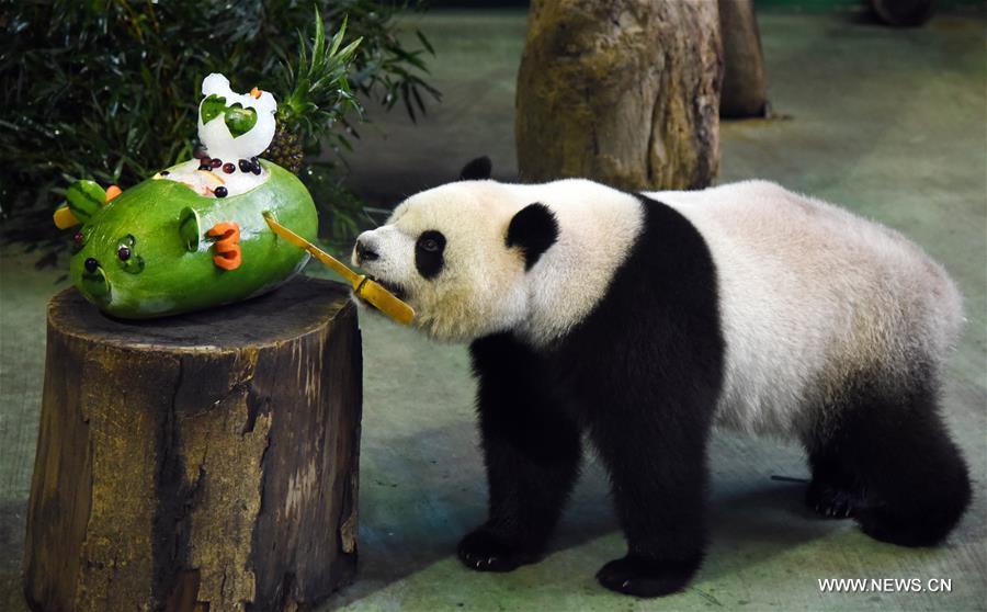 Taipei Zoo celebrates birthday for giant panda Yuanzai (1/2)