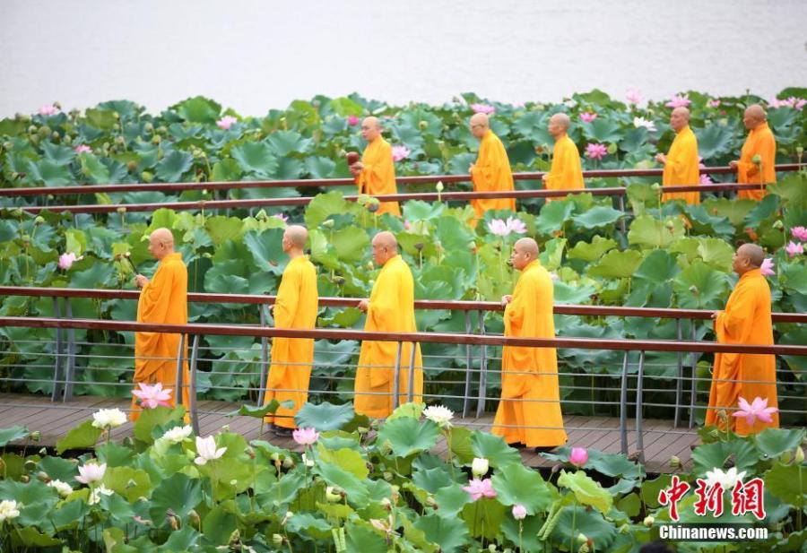 Monks seek tranquility inside lotus ponds(1/5)