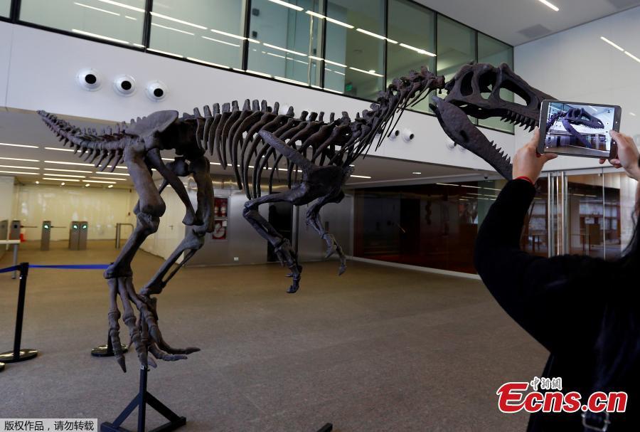 Scientists find new stubby-armed dinosaur in Argentina (1/4)