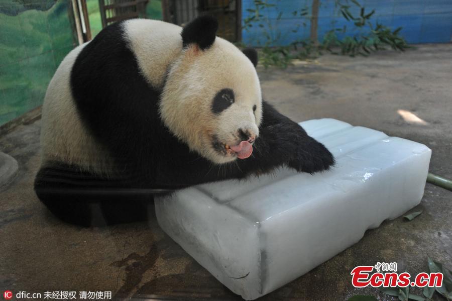 Panda battles summer heat with ice(1/4)