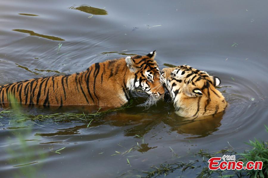 Tigers fight heat wave in water (1/5)