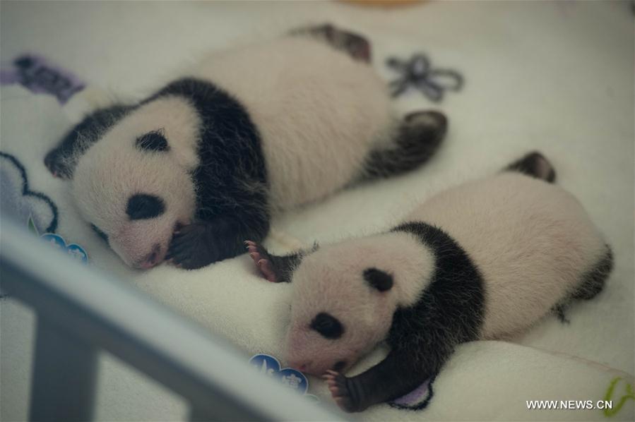 Macao's panda twins meet public (1/7)