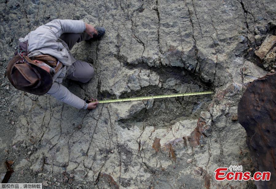 Meter-wide dinosaur print found in Bolivia(1/4)