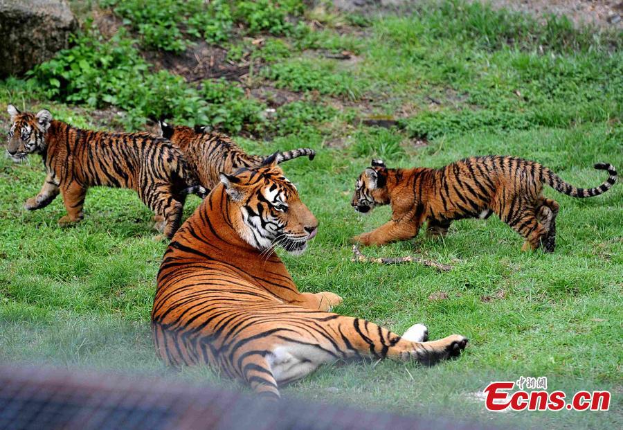 South China tigers thrive in nature reserve(1/6)