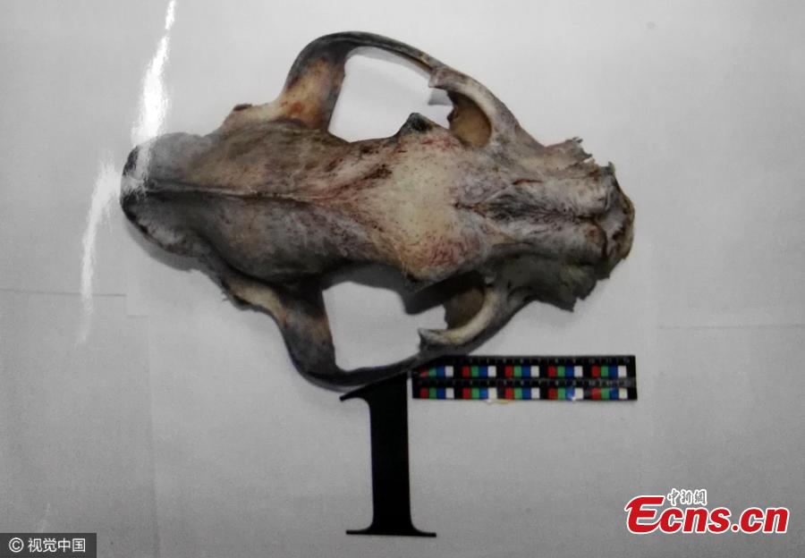 Man faces criminal charges for importing tiger bones(1/2)