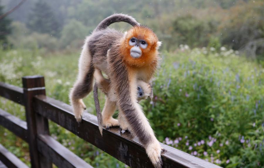 Rare monkeys given golden lifeline by Hubei research center(1/14)