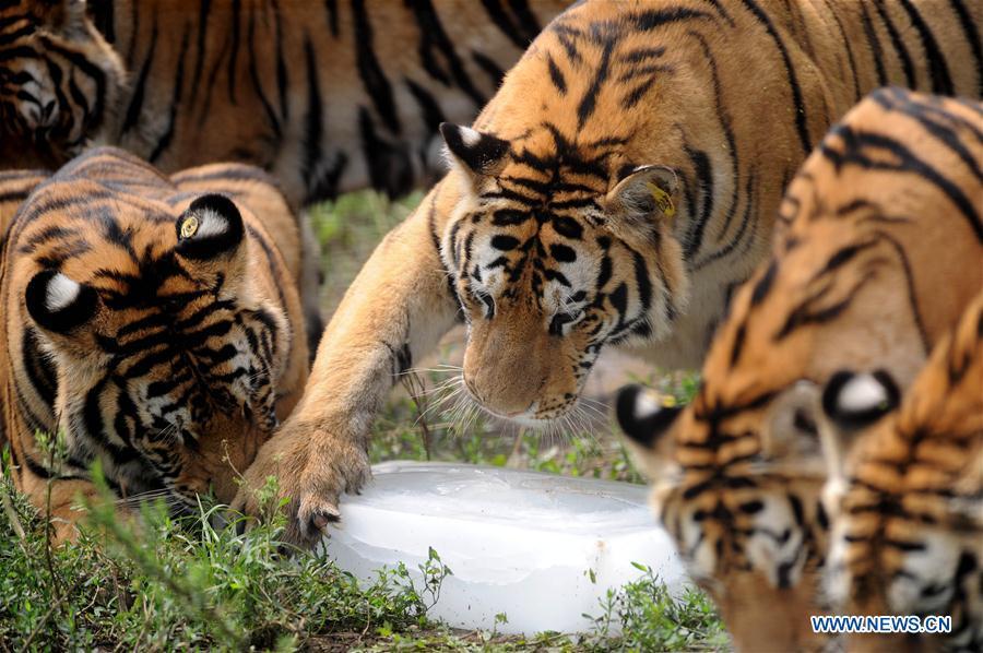 Siberian tigers enjoy summer days in NE China(1/4)