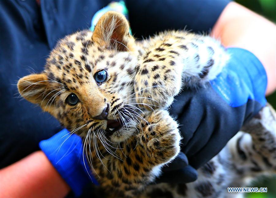 Amur leopard cubs seen at Bellewaerde Park in Belgium(1/17)