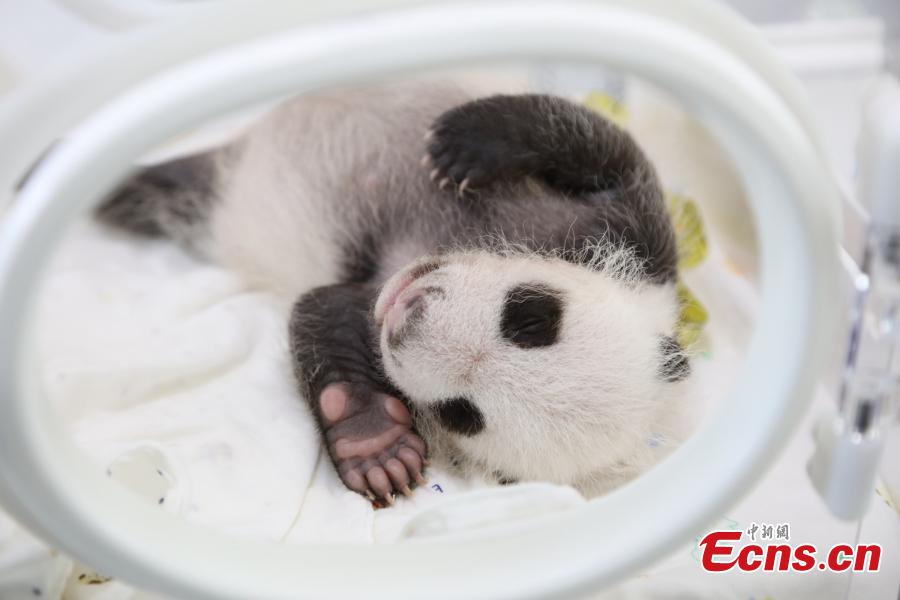 First panda cub born at Shanghai base celebrates one-month birthday(1/4)